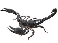 Asian Forest Scorpion - Heterometrus silenus (Captive Bred) Small Juvenile