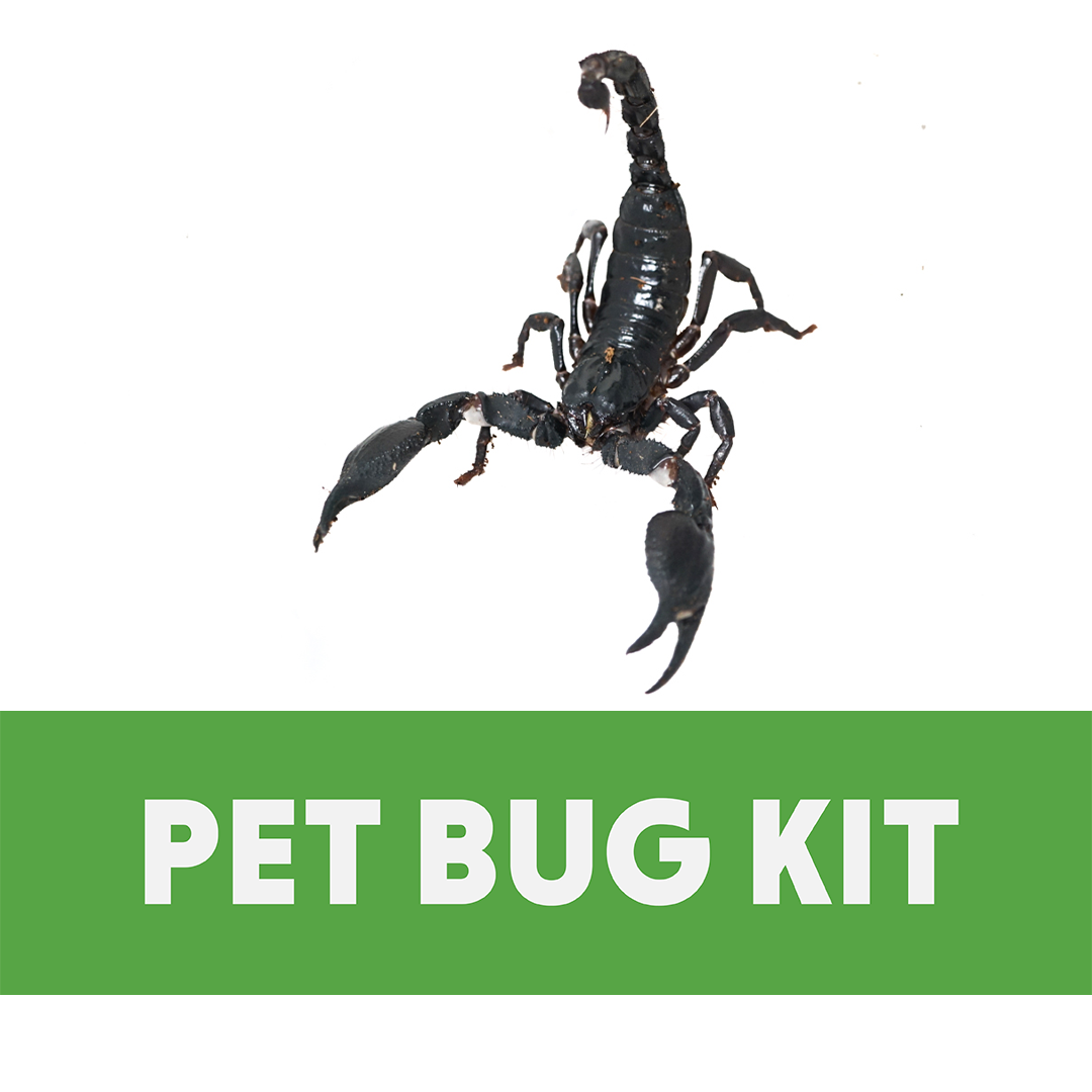 Scorpion & Invertebrate Complete Habitat Kit (8x8x12 Nano)
