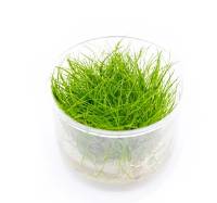 Eleocharis parvula ‘Mini’ - Dwarf Hair Grass (In-Vitro Tissue Culture)