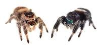 SEXED PAIR Regal Jumping Spider - Phidippus regius (Captive Bred)