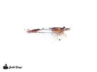Red Rili Shrimp - Neocaridina davidi (USA tank raised)