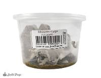 Silkworms (12 Count - Large)