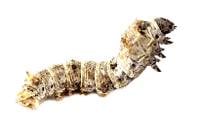 Silkworms (25 Count - Medium)