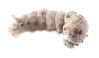 Silkworms (12 Count - Large)