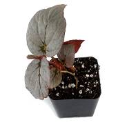 Begonia 'Silver Limbo'