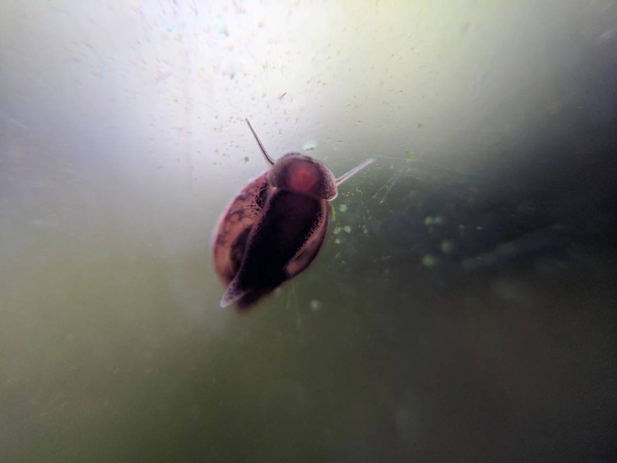 Pesky aquarium snails 