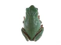 WHOLESALE Snowflake White's Tree Frog - Litoria caerulea (Captive Bred)