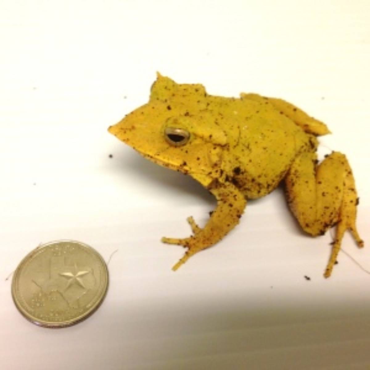 solomon island leaf frog adult