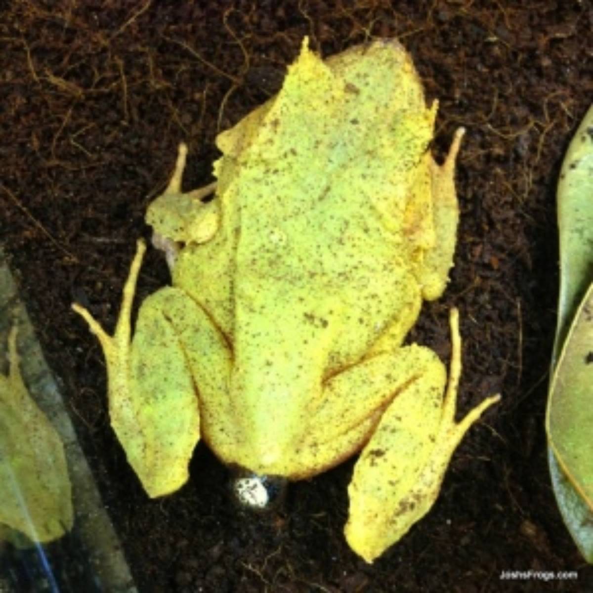 solomon island leaf frog ceratobatrachus guentheri joshs frogs solomon island leaf frogs for sale female adult laying eggs breeding breeder