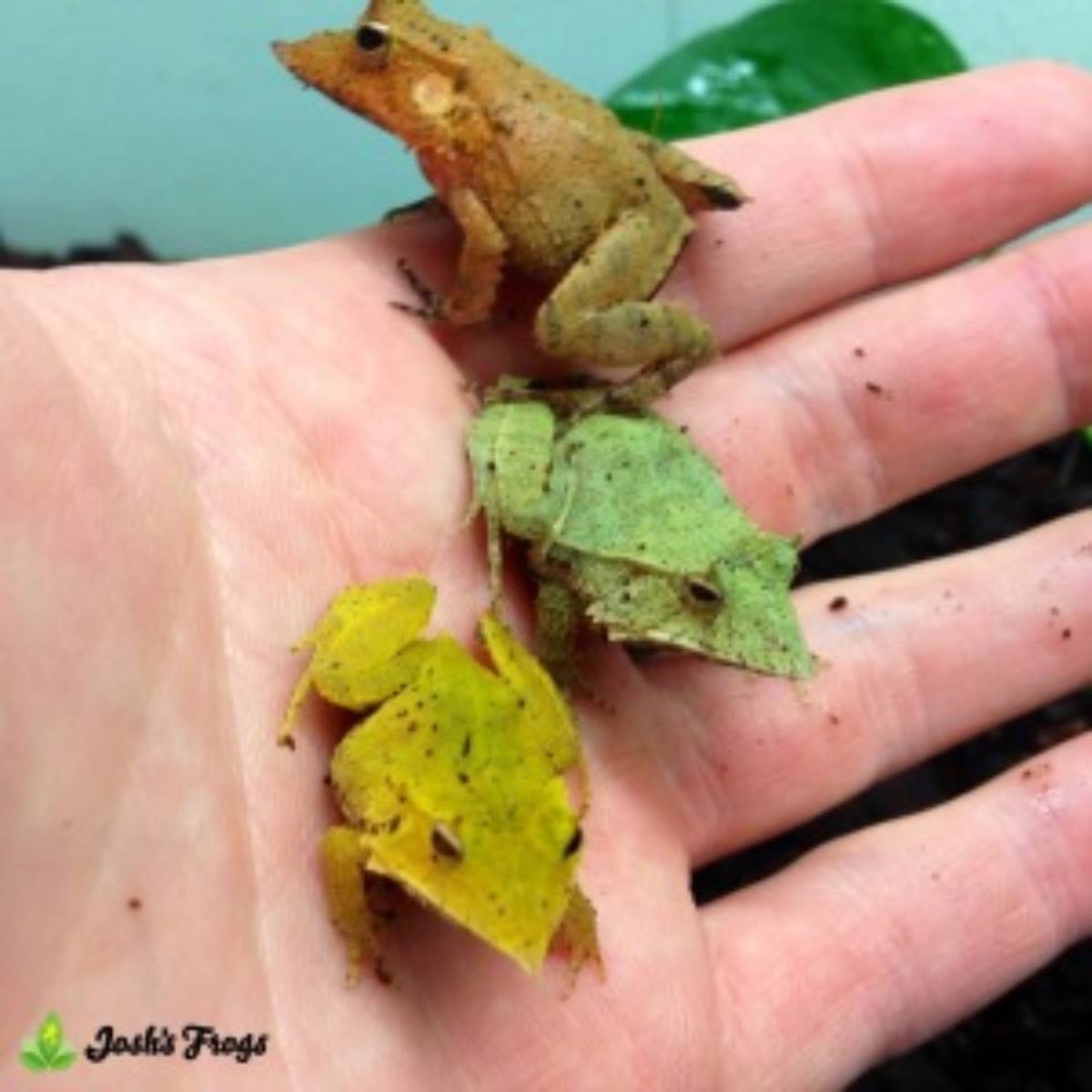 solomon island leaf frog color diversity