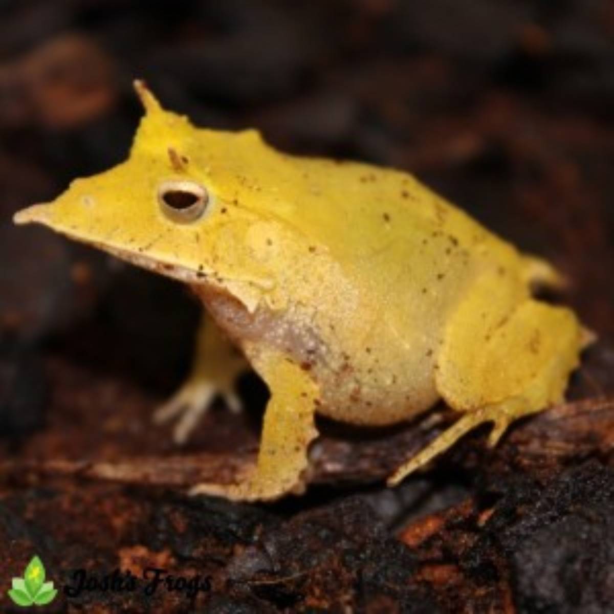 solomon island leaf frog for sale Josh's frogs bright yellow side