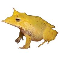 Solomon Island Leaf Frog (Captive Bred) - 3/4"