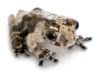 South American Bird Poop Frog - Dendropsophus marmoratus (Captive Bred)