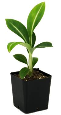 Spathiphyllum floribundum 'Mini'