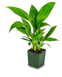 Spathiphyllum 'Liana'™