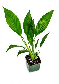 Spathiphyllum 'Vicki Lynn' PP10894