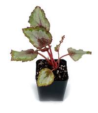 Begonia 'Spitfire'