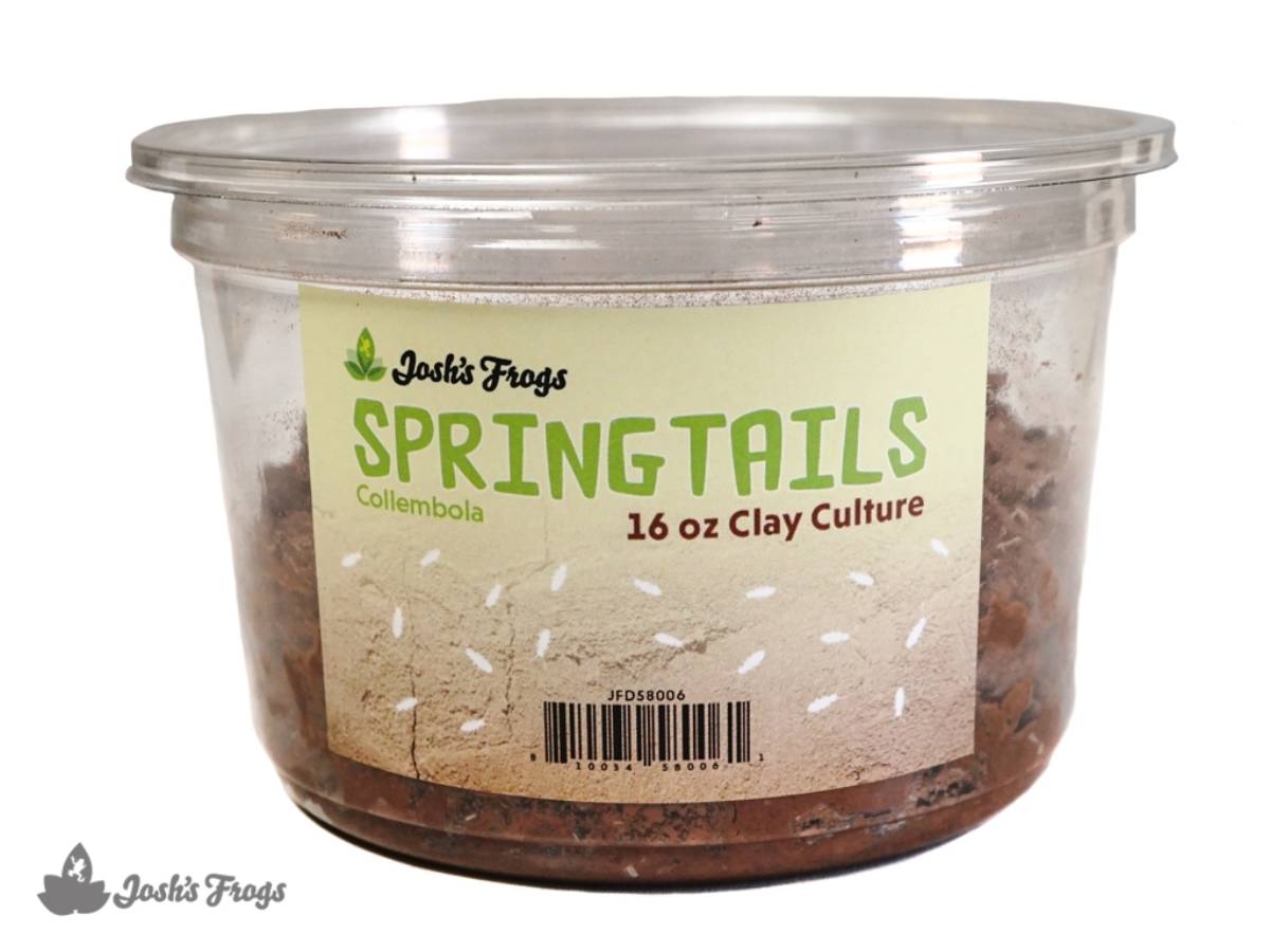  Live Springtails, Clay Culture, by Critters Direct : Patio,  Lawn & Garden