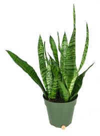 Sansevieria zeylanica 'Mother-in-Law's Tongue'  (6 inch pot)