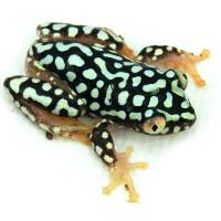 Starry Night Reed Frog - Heterixalus alboguttatus (Captive Bred)