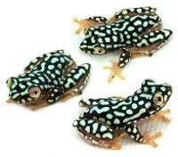 1.2 SEXED TRIO Starry Night Reed Frog - Heterixalus alboguttatus (Captive Bred)