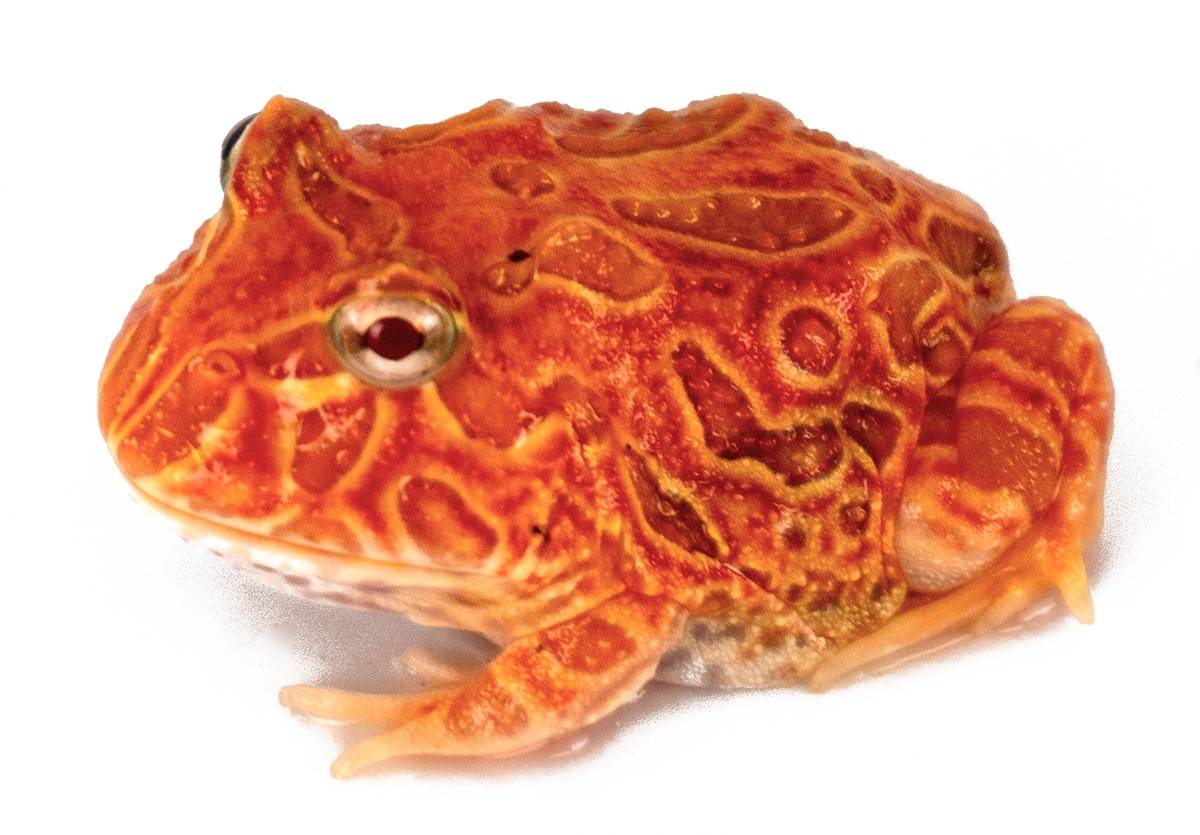 Full grown strawberry pacman frog