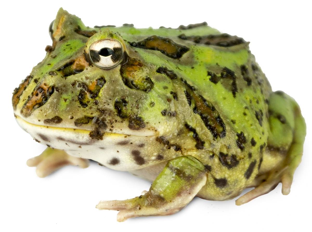 Subadult Pac Man Frog Ceratophrys cranwelli Captive Bred CBP