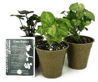 Clean Air Plant in Eco-Friendly Pot - Syngonium podophyllum (Grower’s Choice)