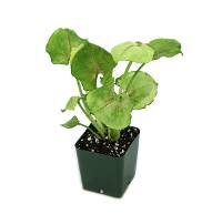 Syngonium podophyllum 'Bold Allusion'™