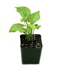 Syngonium podophyllum 'Cream Supreme'
