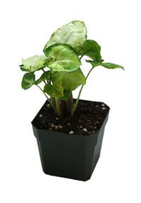Syngonium podophyllum 'Pixie'