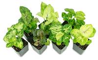 Syngonium podophyllum spp. - Grower's Choice