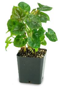 Syngonium podophyllum 'Candy'
