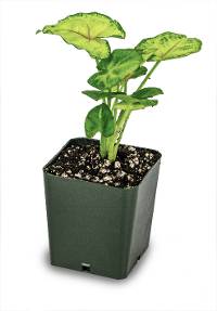 Syngonium podophyllum 'Creamsicle'
