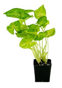 Syngonium podophyllum 'Golden'