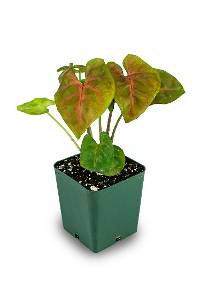 Syngonium podophyllum 'Merry'