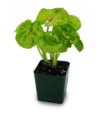 Syngonium podophyllum 'Sunshine'