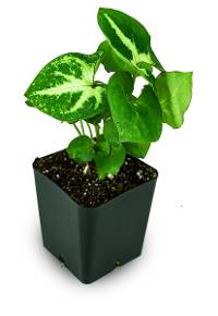 Syngonium podophyllum 'Robusta'
