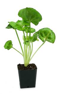 Syngonium podophyllum 'Roxana'