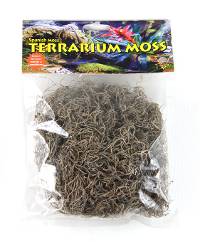T-Rex Spanish Grey Moss