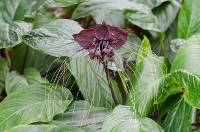 Tacca chantrieri - Black Bat Flower
