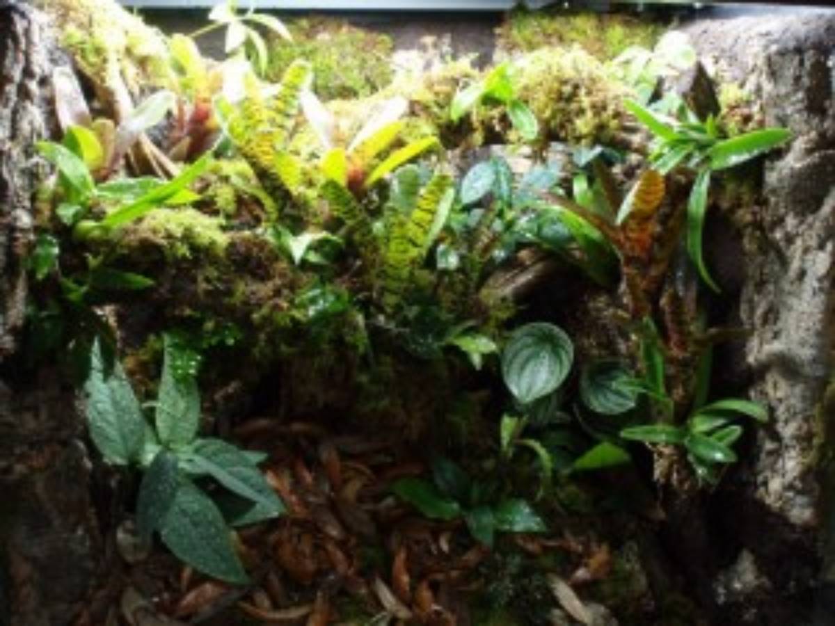 A planted vivarium habitat for poison dart frogs