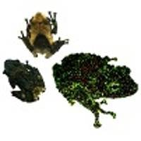 Mossy Frogs