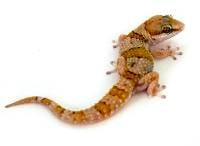 Thick-Toed Banded Gecko - Pachydactylus fasciatus (Captive Bred)