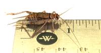 3/4" Banded Crickets (250 Count)