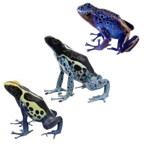 Dendrobates tinctorius