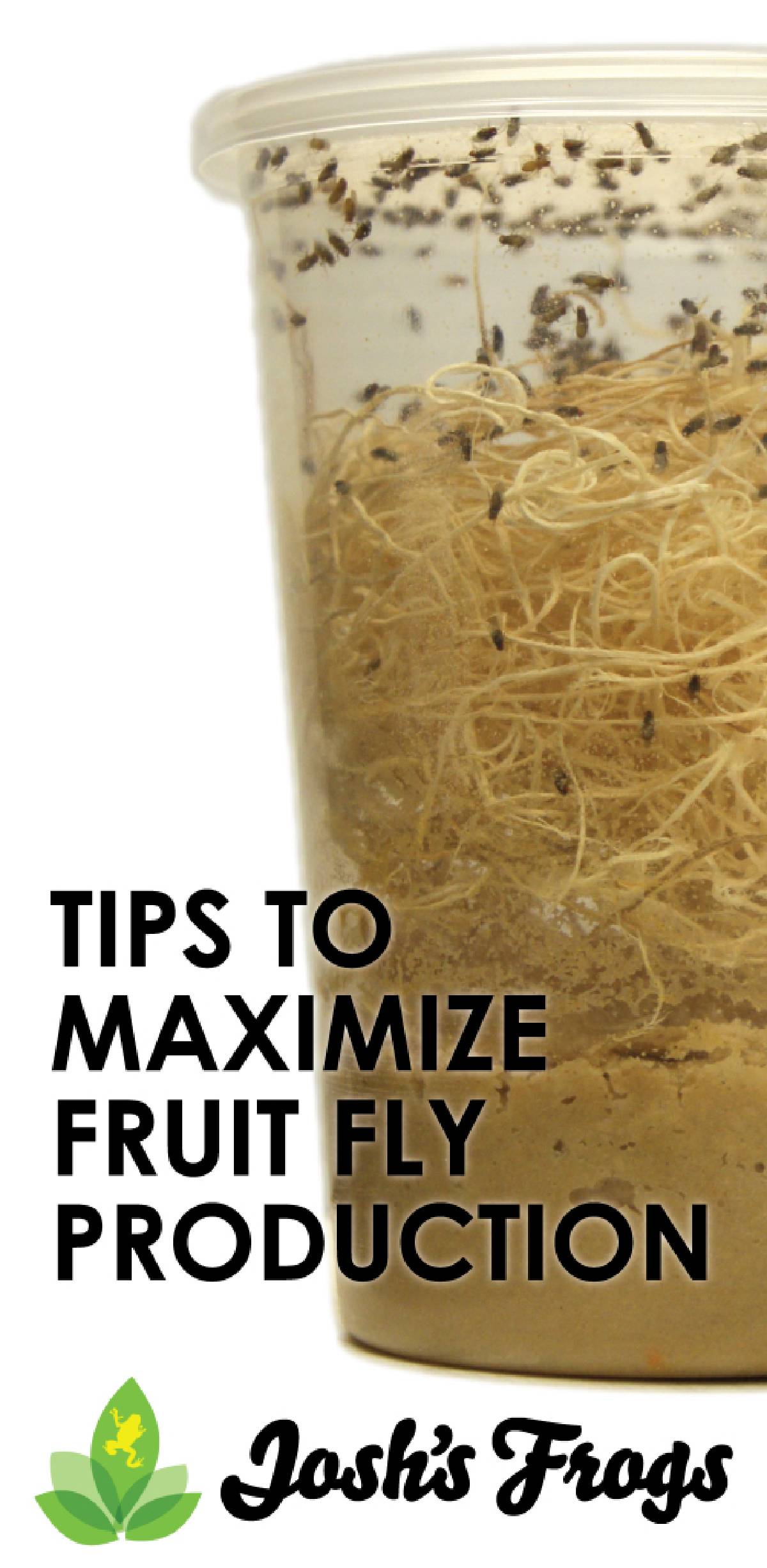 tips to maximize fruit flie production Josh's frogs feeder insects-01