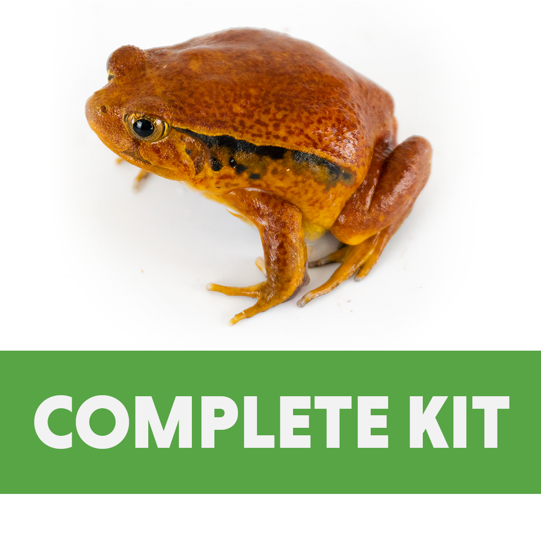 Tomato Frog Complete Habitat Kit (18x18x20)