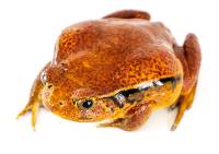 Tomato Frog - Dyscophus guineti (Captive Bred CBP)