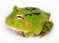 Tricolor Fantasy Pac-Man Frog - Ceratophrys cranwelli/cornuta (Captive Bred CBP)